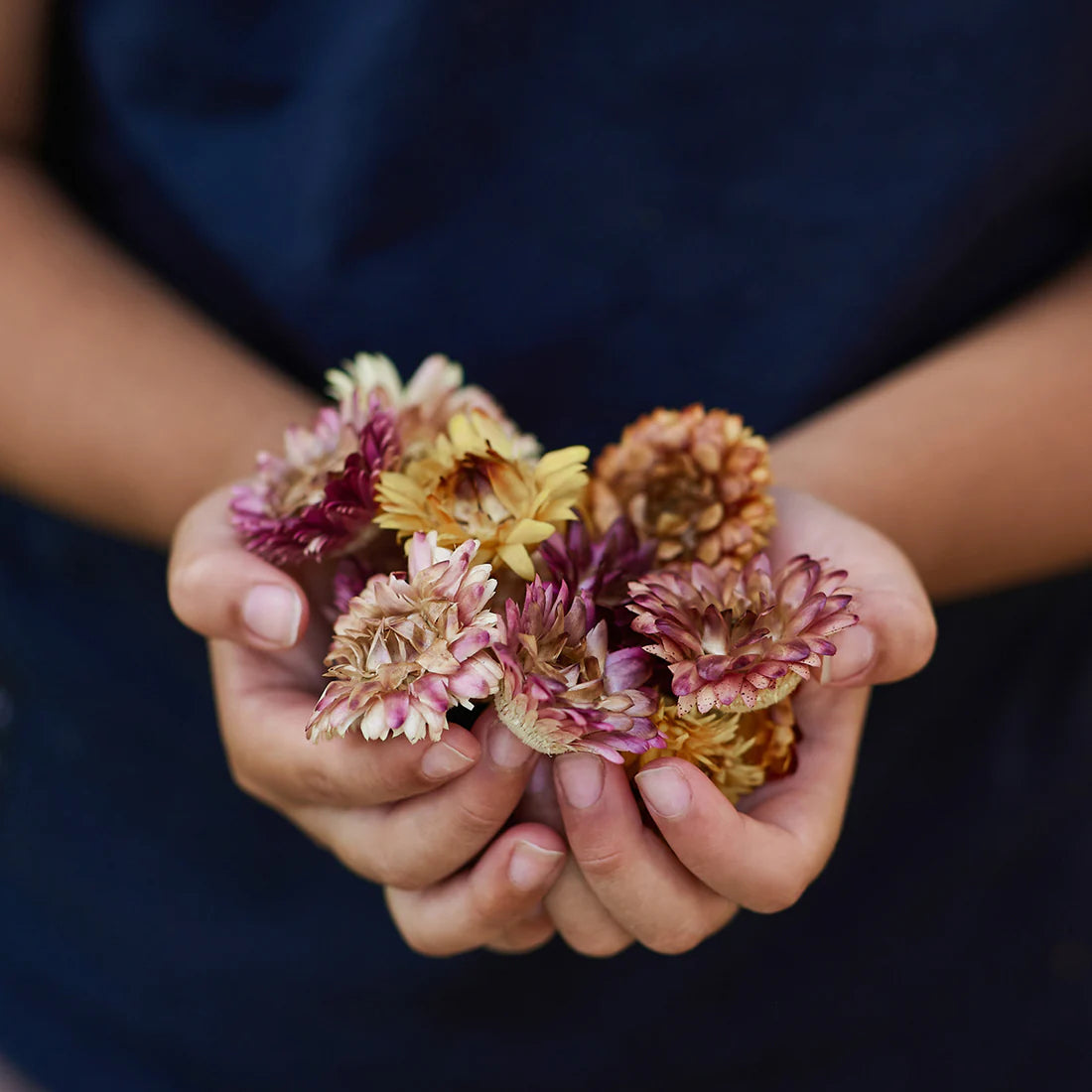 Gus and Mabel | Delightful Dried Flowers Small (assorted) by Gus and Mabel - Friends of K