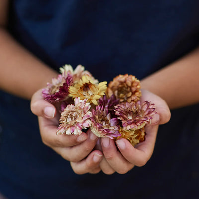 Gus and Mabel | Delightful Dried Flowers Small (assorted) by Gus and Mabel - Friends of K