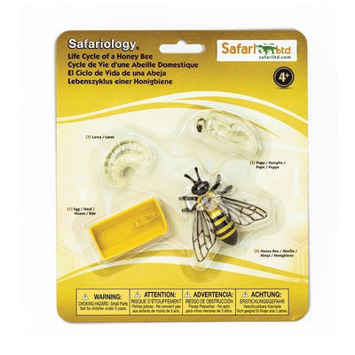 Life Cycle of a Honey Bee by Safari Ltd - Friends of K
