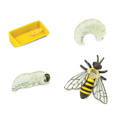 Life Cycle of a Honey Bee by Safari Ltd - Friends of K