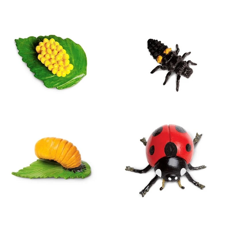 Life Cycle of a Ladybug by Safari Ltd - Friends of K