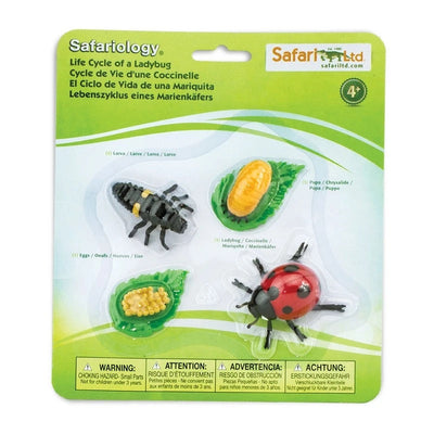 Life Cycle of a Ladybug by Safari Ltd - Friends of K