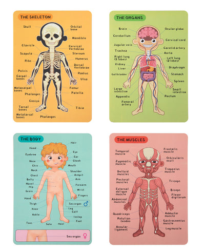 Magnetic Body Chart by Tooky Toy - Friends of K