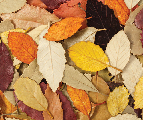 Natural Autumn Leaves (10 piece)