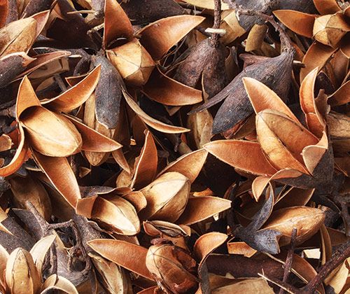 Dried Seedless Flower Pods (20 pieces)