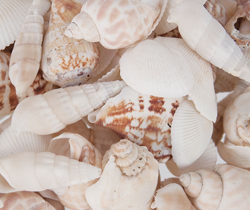 Sea Shells (30 piece)