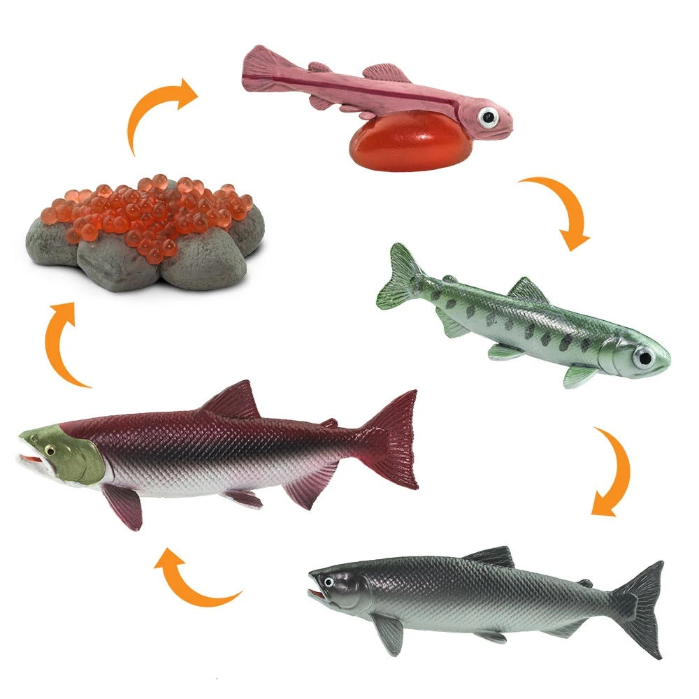 Life Cycle of a Salmon by Safari Ltd - Friends of K