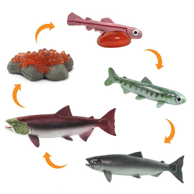 Life Cycle of a Salmon by Safari Ltd - Friends of K