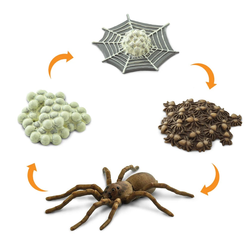 Life Cycle of a Spider by Safari Ltd - Friends of K