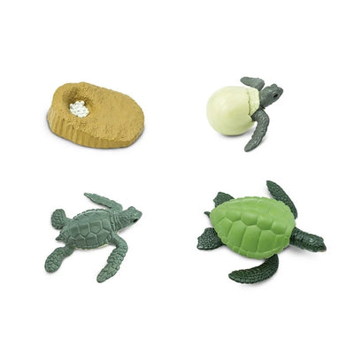 Life Cycle of a Green Sea Turtle by Safari Ltd - Friends of K