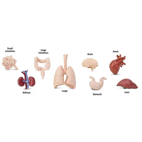 Safari Ltd | Human Organs Toob by Safari Ltd Toob - Friends of K