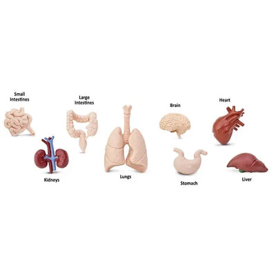 Safari Ltd | Human Organs Toob by Safari Ltd Toob - Friends of K