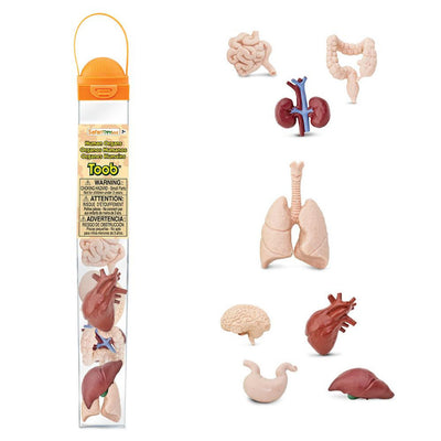 Safari Ltd | Human Organs Toob by Safari Ltd Toob - Friends of K